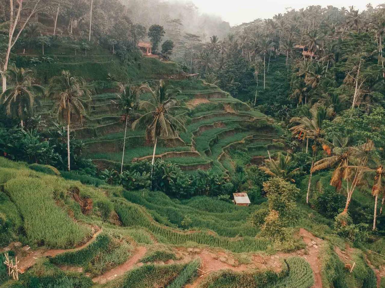 Tempat foto instagramable di Bali dengan pemandangan sawah hijau