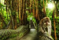 Monkey Forest Ubud