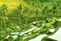 Tegalalang Rice Terrace